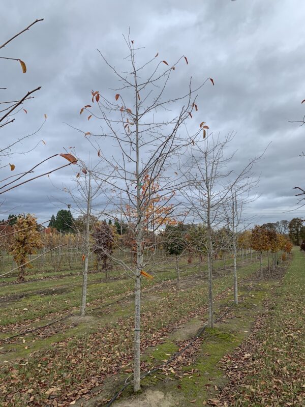 Majestic branching structure of the Nyssa sylvatica 'M.O.N. 2' or Majestic® Black Gum tree.