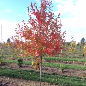 Nyssa sylvatica 'Wildfire' Black Gum tree with vibrant reds in the fall.