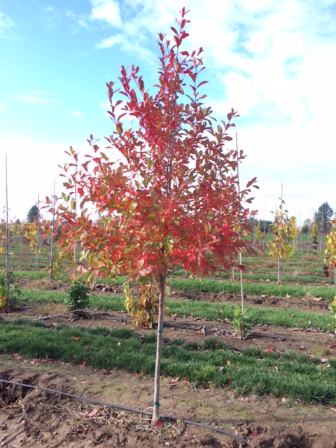 Image of a Nyssa sylvatica 'Wildfire' Black Gum tree with vibrant reds in the fall.