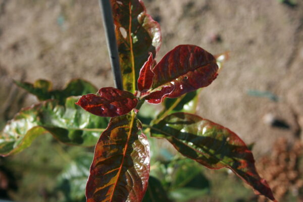 Close up image of the glossy red/green leaves of the Nyssa sylvatica 'Wildfire' Black Gum tree in spring.