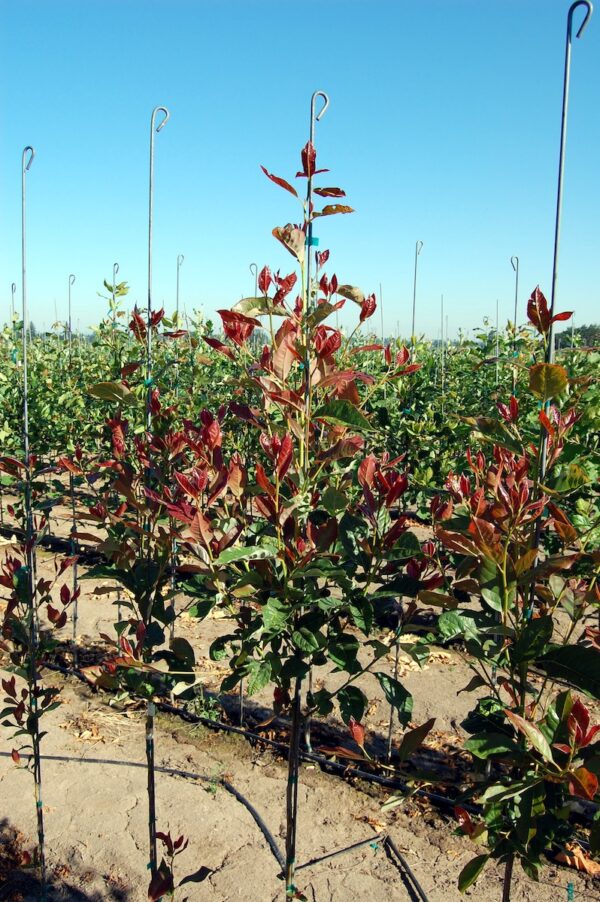 Image of a couple Nyssa sylvatica 'Wildfire' Black Gum trees in a row with glossy red and green leaves in the summer.