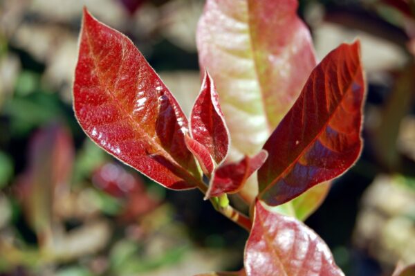 Close up image of the glossy red and green leaves of the Nyssa sylvatica 'Wildfire' Black Gum tree.