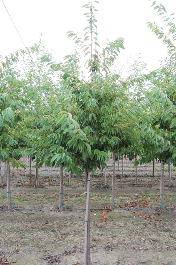 Image of a Prunus x yedoensis 'Akebono' or Akebono Flowering Cherry tree with green foliage.