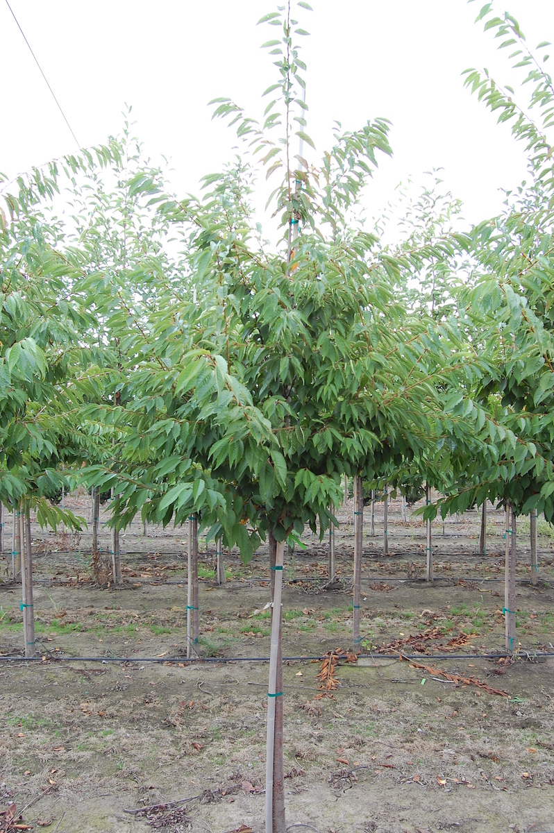Prunus x yedoensis 'Akebono' or Akebono Flowering Cherry tree with green foliage.