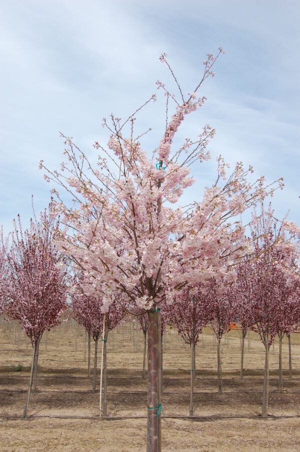 Prunus x yedoensis 'Akebono' or Akebono Flowering Cherry tree with white-pink flowers blooming.