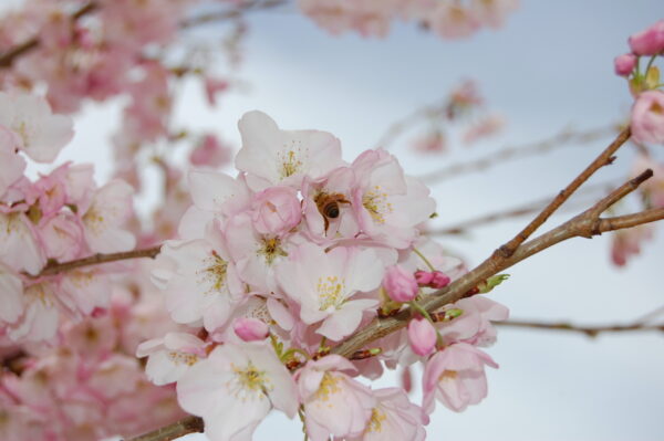Close up image of a cluster of white-pink flowers of the Prunus x yedoensis 'Akebono' or Akebono Flowering Cherry tree.