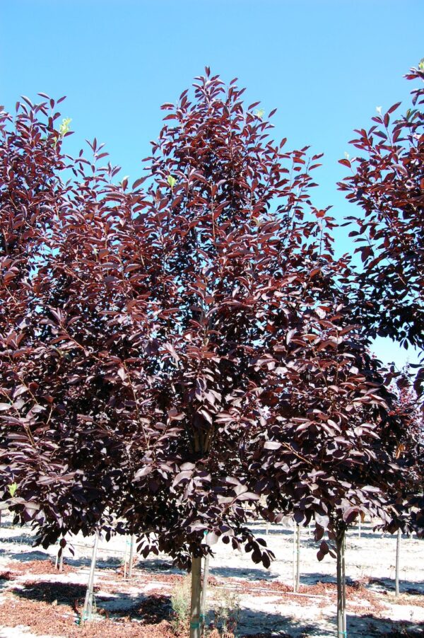 Image of a Prunus virginiana or Canada Red Chokecherry tree with lovely maroon-colored foliage.