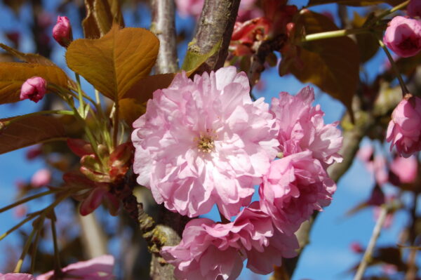 Close up image of an open pink flower with yellow center of the Prunus serrulata 'Kwanzan' or Kwanzan Flowering Cherry tree.