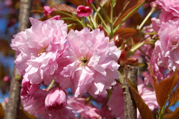 Pink flowers of the Prunus serrulata 'Kwanzan' or Kwanzan Flowering Cherry tree.