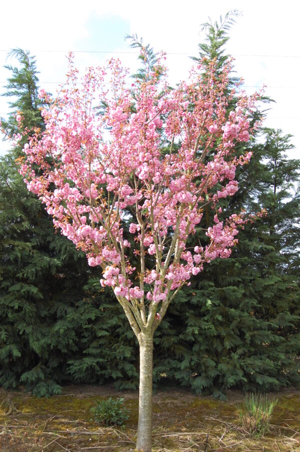 Image of a young Prunus serrulata 'Kwanzan' or Kwanzan Flowering Cherry with upright branching and lovely pink flowers.