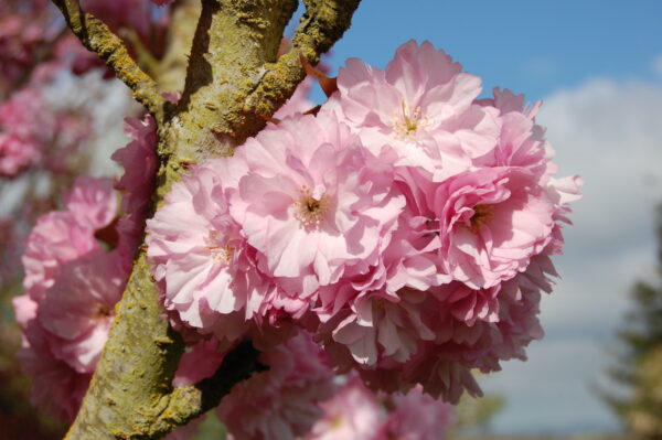 Close up image of a cluster of pink flowers of the Prunus serrulata 'Kwanzan' or Kwanzan Flowering Cherry tree.