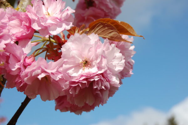 Close up image of a cluster of pale to darker pink flowers of the Prunus serrulata 'Kwanzan' or Kwanzan Flowering Cherry tree.