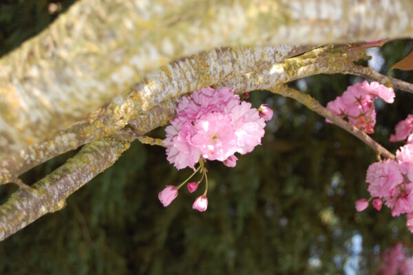 Pink flower of the Prunus serrulata 'Kwanzan' or Kwanzan Flowering Cherry tree.
