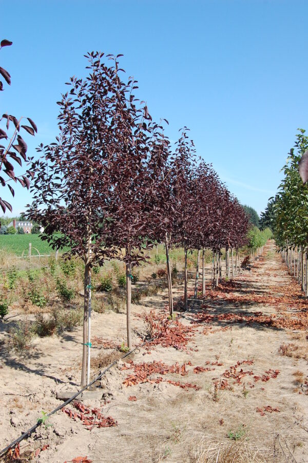 Image of a row of Prunus virginiana or Canada Red Chokecherry trees with maroon colored leaves.