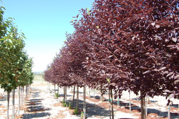 Image of a row of maroon colored Prunus virginiana or Canada Red Chokecherry treees.