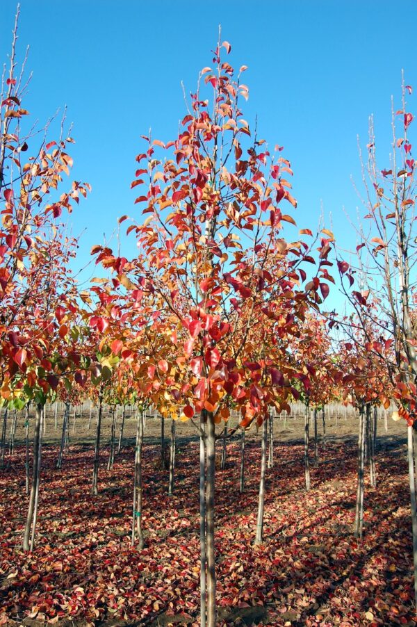 Image of the Pyrus calleryana 'Cleveland Select' Flowering Pear tree in fall with bold red and orange leaves.