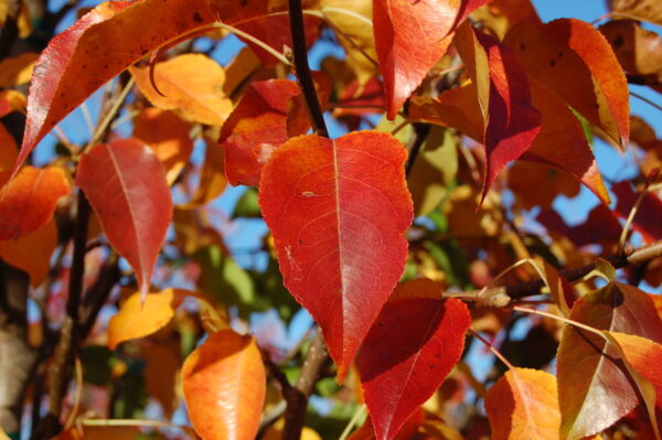 Red and yellow-orange leaves of the Pyrus calleryana 'Cleveland Select' Flowering Pear tree in late fall.
