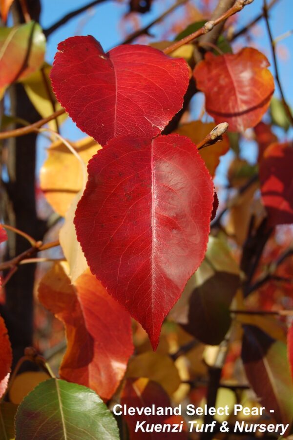Close up image of several brilliant red leaves of the Pyrus calleryana 'Cleveland Select' Flowering Pear tree.