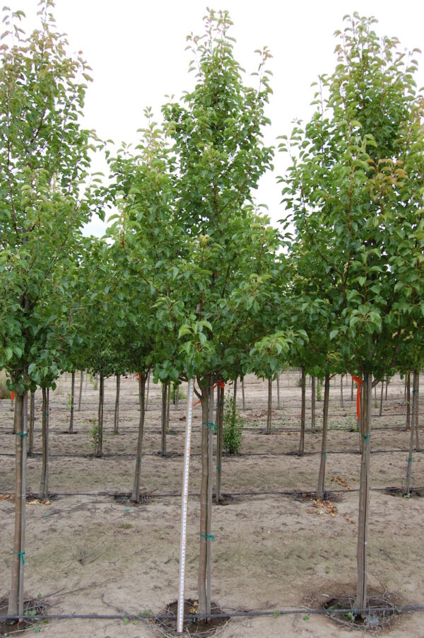 Image of a row of Pyrus calleryana 'Cleveland Select' Flowering Pear trees.