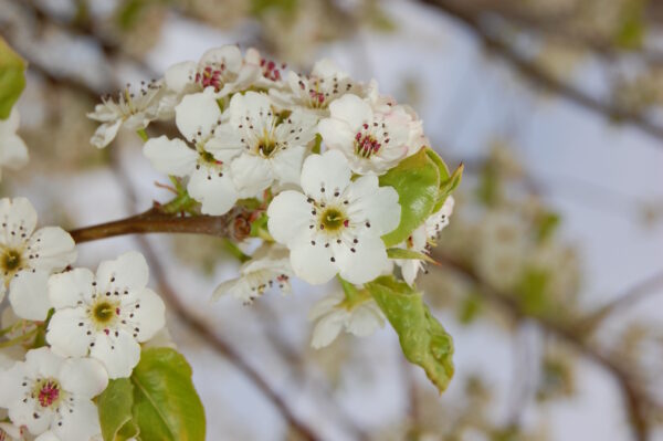Close up image of the tiny white blooms of the Pyrus calleryana 'Cleveland Select' Flowering Pear tree.