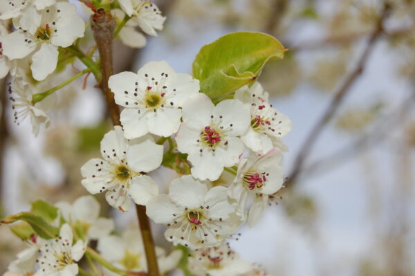 Close up image of white flowers of the Pyrus calleryana 'Cleveland Select' Flowering Pear tree.