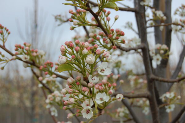 Close up image of pink buds and white flowers in the springtime of the Pyrus calleryana 'Cleveland Select' Flowering Pear tree.