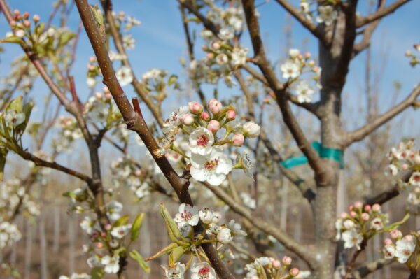Image of branches with pink buds and white flowers of the Pyrus calleryana 'Cleveland Select' Flowering Pear tree.