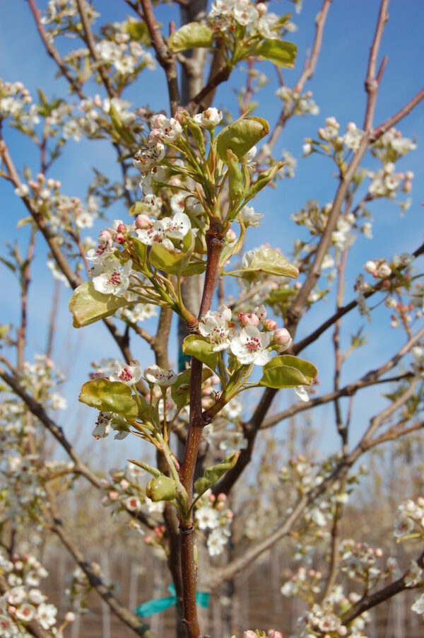 Close up image of the Pyrus calleryana 'Cleveland Select' Flowering Pear tree in spring with thin branches lined with green leaves, pink buds, and white flowers.