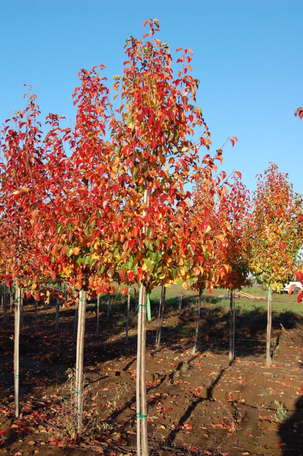 Image of Pyrus calleryana 'Cleveland Select' Flowering Pear tree with brilliant red and orange fall leaves.