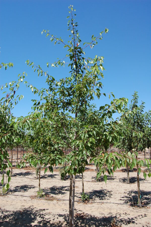 Image of the Pyrus calleryana 'Aristocrat' or Aristocrat® Flowering Pear tree with green leaves.