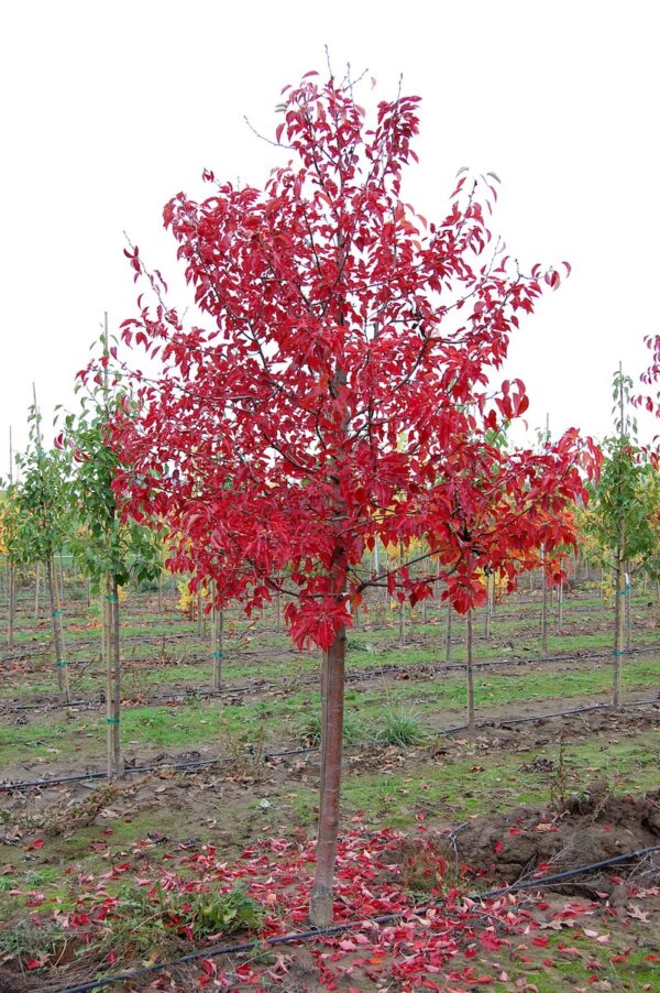 Image of the Pyrus calleryana 'Aristocrat' or Aristocrat® Flowering Pear tree with brilliant red leaves.