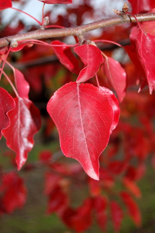 Close up image of the bright red leaves of the Pyrus calleryana 'Aristocrat' or Aristocrat® Flowering Pear tree.