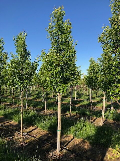Image of a row of Pyrus calleryana 'Cleveland Select' Flowering Pear trees with green foliage.