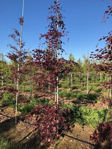 Image of the Fagus sylvatica 'Roseomarginata' or Tricolor European Beech tree with dark burgundy colored leaves.