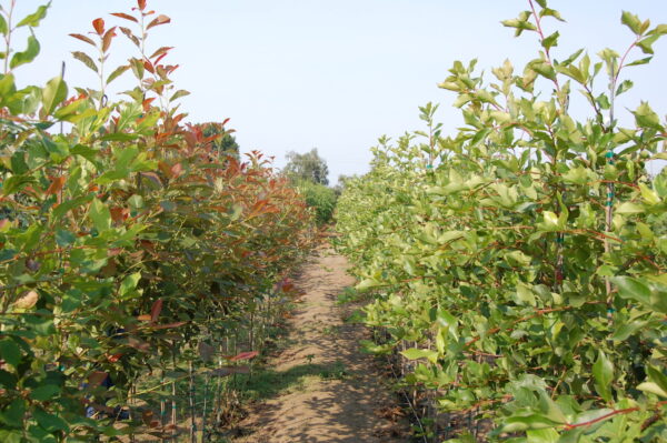 Image of rows of Nyssa sylvatica 'Wildfire' Black Gum trees with red and green leaves.
