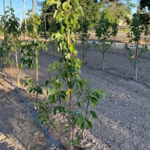 Young pear trees in field.