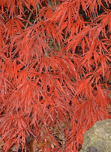 Close up image of the bright red foliage of the Acer palmatum Dissectum 'Crimson Queen' Japanese Maple tree.