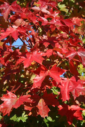 Vibrant red leaves from the Acer x truncatum 'Warrenred' or Pacific Sunset® Maple tree.