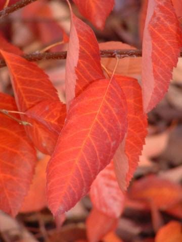 Close up image of brilliant red leaves of the Amelanchier x grandiflora 'Autumn Brilliance' (Autumn Brilliance Serviceberry) tree.