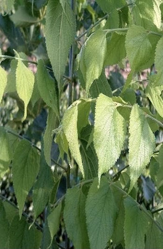 Close up image of the leaves of the Celtis occidentalis or Common Hackberry tree.