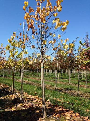 Image of rows of Cercis canadensis or Eastern Redbud trees with orange/yellow leaves.