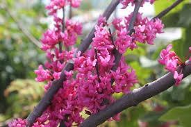 Bright pink flowers of the Cercis canadensis 'Appalachian Red' Redbud tree.