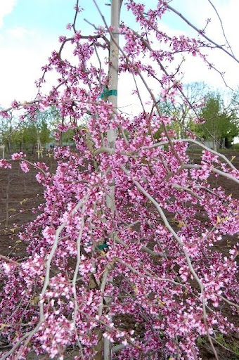Image of the weeping form of the Cercis canadensis 'Covey' or Lavender Twist Redbud with tiny lilac-pink flowers.