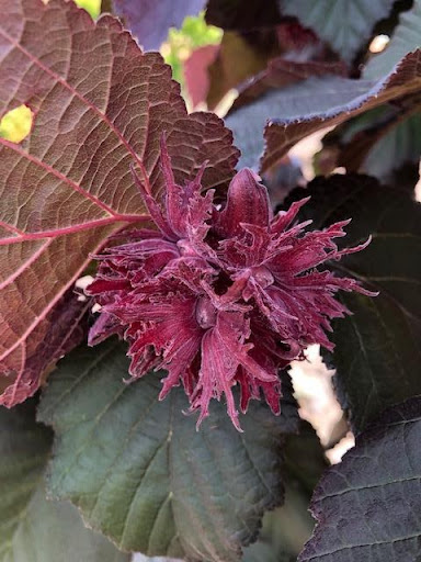 Close up image of a maroon flower surrounding a Corylus colurna 'Purple Leaf' Turkish Filbert nut.