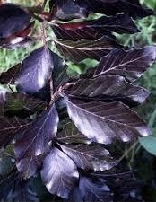 Deep purple leaves of the Fagus sylvatica 'Dawyck Purple' Beech tree.