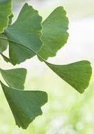 Close up image of the green leaves of the Ginkgo biloba 'Magyar' or Magyar Ginkgo tree.