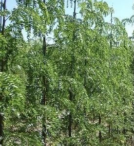 Gleditsia triacanthos var. inermis 'Skycole' or Skyline® Honeylocust tree.