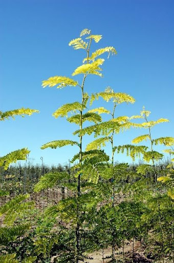 Image of a Gleditsia triacanthos var. inermis 'Suncole' or Sunburst® Honeylocust tree.