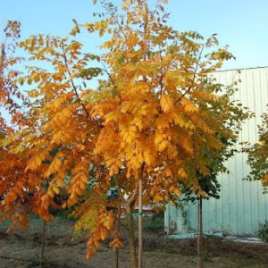 Koelreutaria paniculata or Golden Rain Tree with gorgeous bright orange yellow leaves.