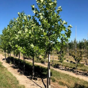 Row of Liriodendron tulipifera or Tulip Trees with glossy green foliage.